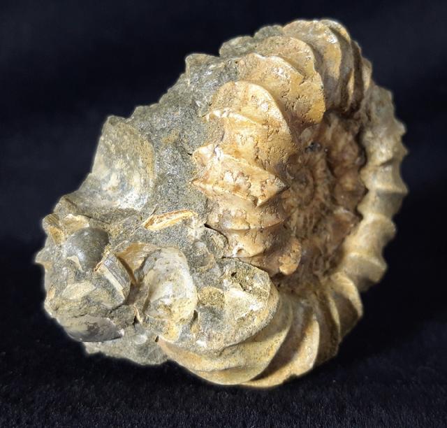 Pavlovia pavlovi (MICHALSKY 1890) - Bild &copy; FossNet FossilienStore